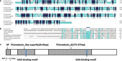 A Novel Thioredoxin-Like Protein of Babesia microti Involved in Parasite Pathogenicity